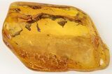 Detailed Fossil Wasp (Chalcidoidea) and Mite (Acari) in Baltic Amber #200246-4